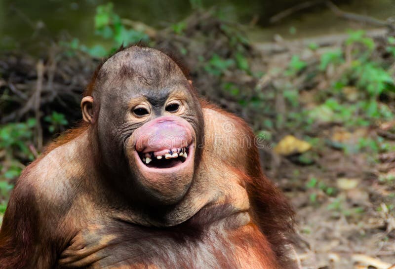 Funny smile orangutan monkey portrait