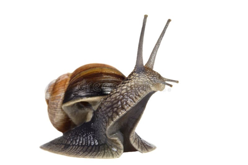 Funny snail stock image. Image of macro, slimy, gastropod 14738891