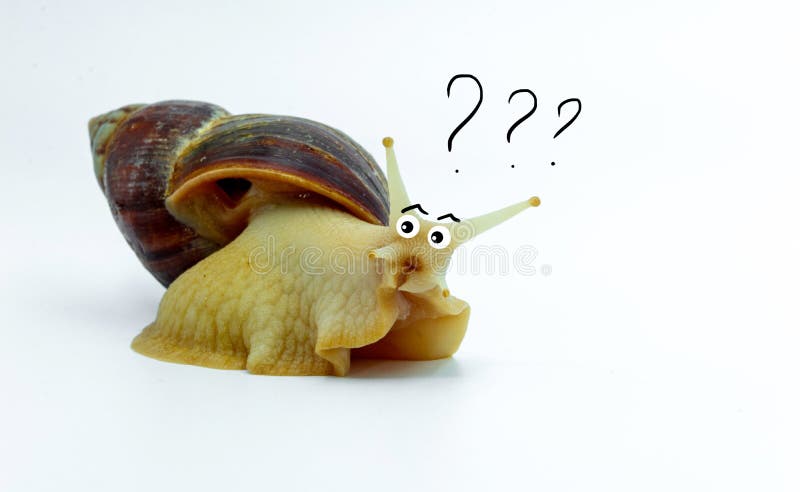 Funny Snail Achatina with Painted Eyes about Something Space. Stock Image - Image of white, eyes: 183675699 Funny Snail Achatina with Painted Eyes about Something Space. Stock Image - Image of white, eyes: 183675699