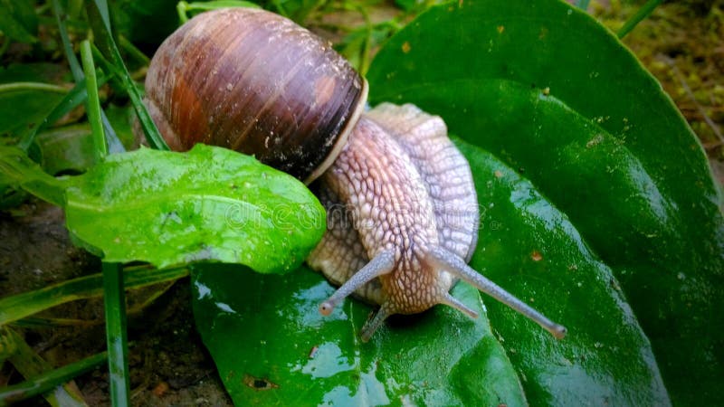 5,568 Funny Snail Stock Photos - Free & Royalty-Free Stock Photos from Dreamstime 5,568 Funny Snail Stock Photos - Free & Royalty-Free Stock Photos from Dreamstime