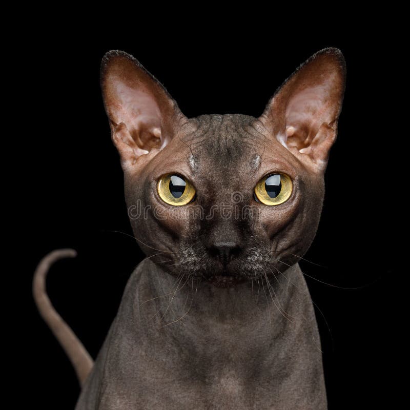 Funny Sphynx Cat On Isolated Black Background Stock Photo ...