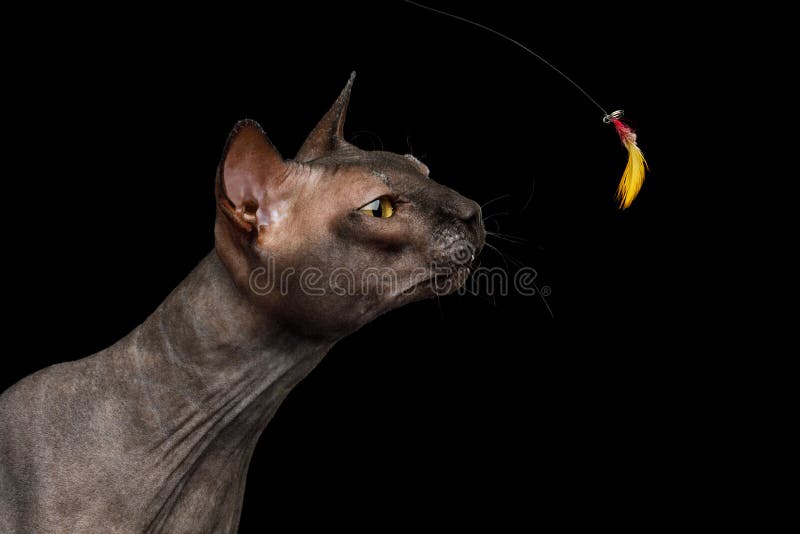 Funny Sphynx Cat on isolated black background