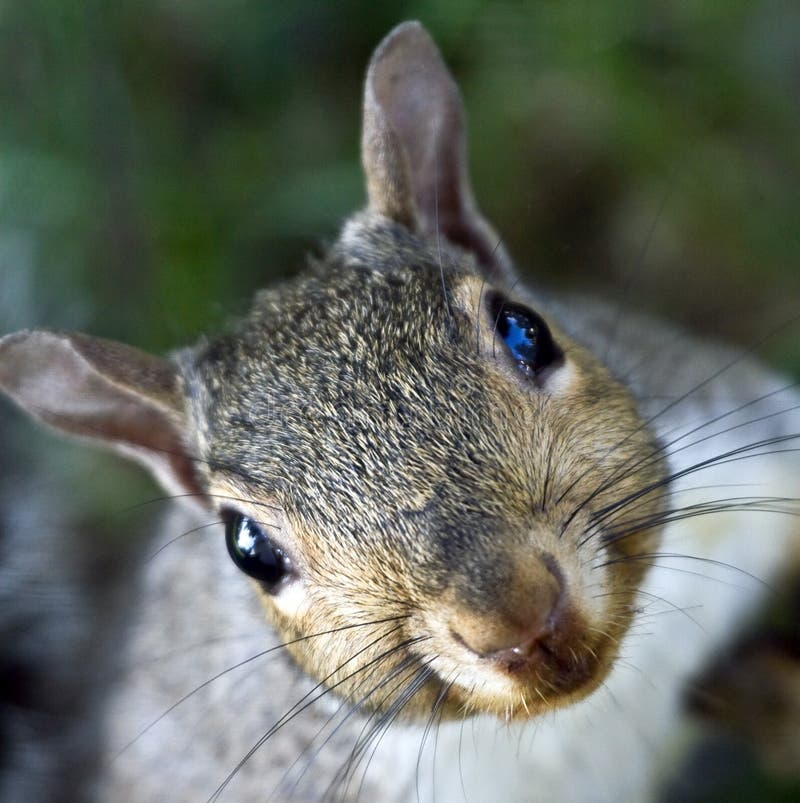 Funny Squirrel. Cute, funny gray squirrel stares straight up at the on-looker royalty free stock image Funny Squirrel. Cute, funny gray squirrel stares straight up at the on-looker royalty free stock image