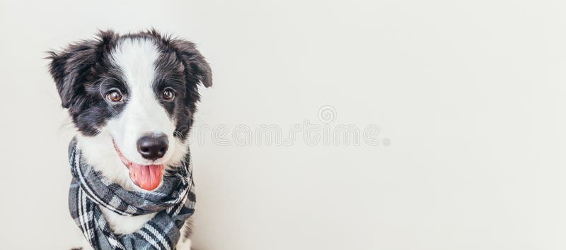 1,192 Clothes Dog Funny Wearing Winter Stock Photos - Free & Royalty-Free  Stock Photos from Dreamstime