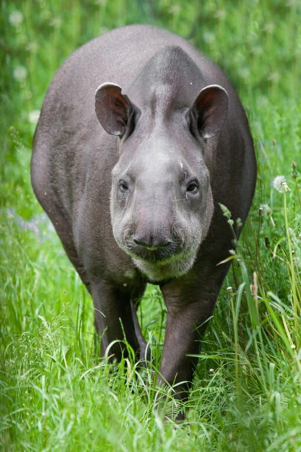 Funny Tapir Anface Looking Up at You Stock Photo - Image of nose, national:  220282922
