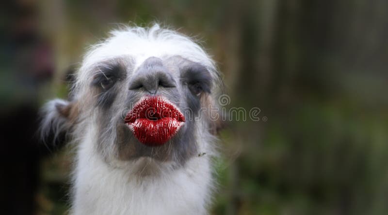 Funny Thank You Kiss Card with a Lama Stock Photo - Image of ostrich, eyes: 181155858 Funny Thank You Kiss Card with a Lama Stock Photo - Image of ostrich, eyes: 181155858