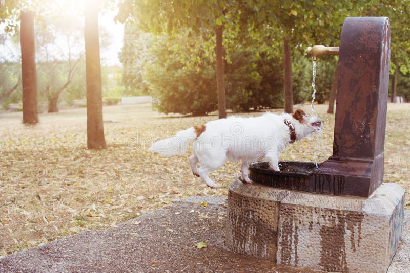 Funny And Thirsty Dog Drinking Water At The Park On Summer Heat Stock