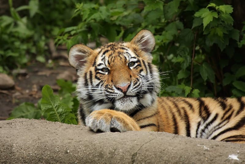 Funny Tiger Cub