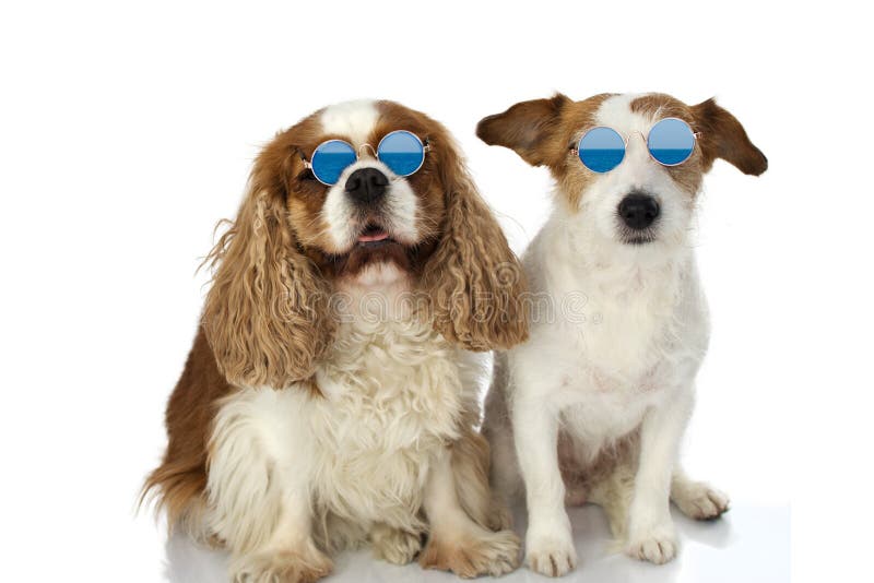 60,367 Funny Dogs Stock Photos - Free & Royalty-Free Stock Photos from Dreamstime 60,367 Funny Dogs Stock Photos - Free & Royalty-Free Stock Photos from Dreamstime