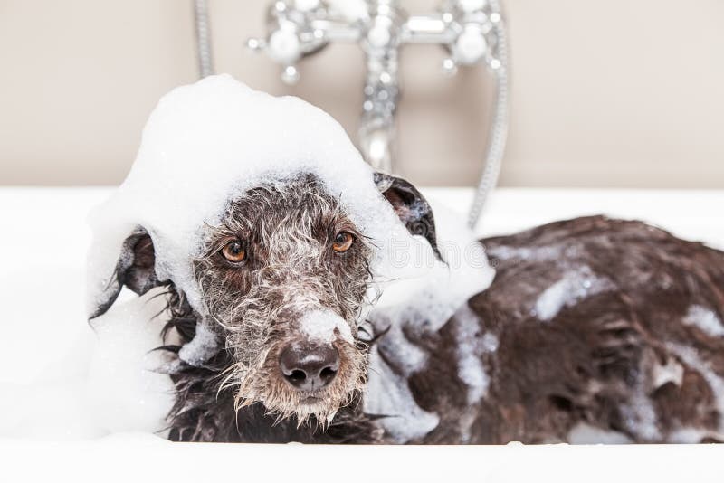 Funny Unhappy Wet Terrier Dog in Bathtub
