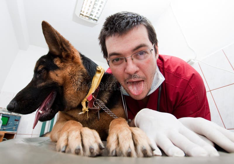 Funny Vet With Dog Royalty Free Stock Image Image 19067786