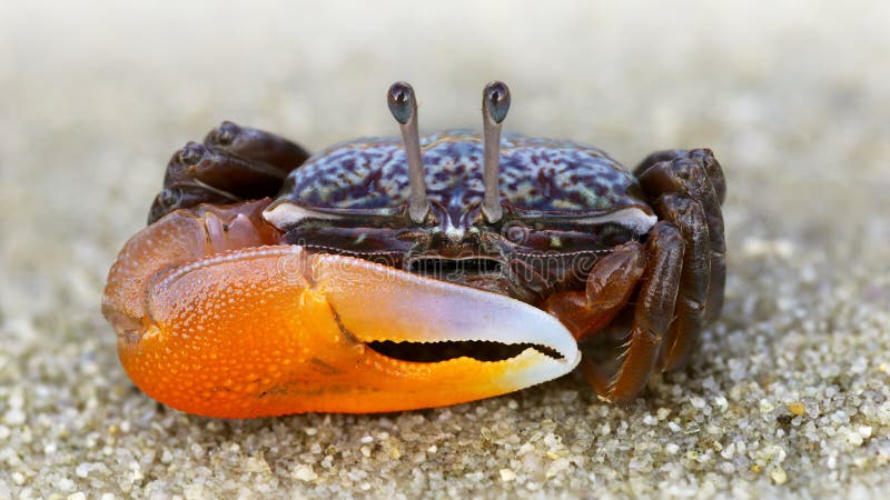 colorful violinist crab on the sand. a strong carapace and a giant orange claw as a weapon for defense