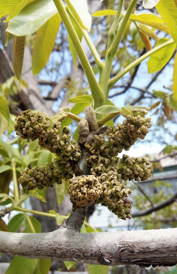 Walnut blossom stock image. Image of branch, blossom - 219933593