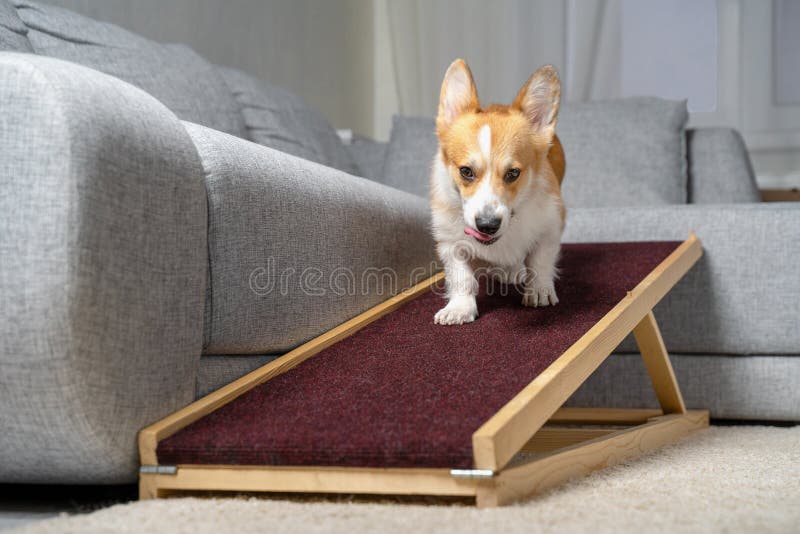 corgi ramp