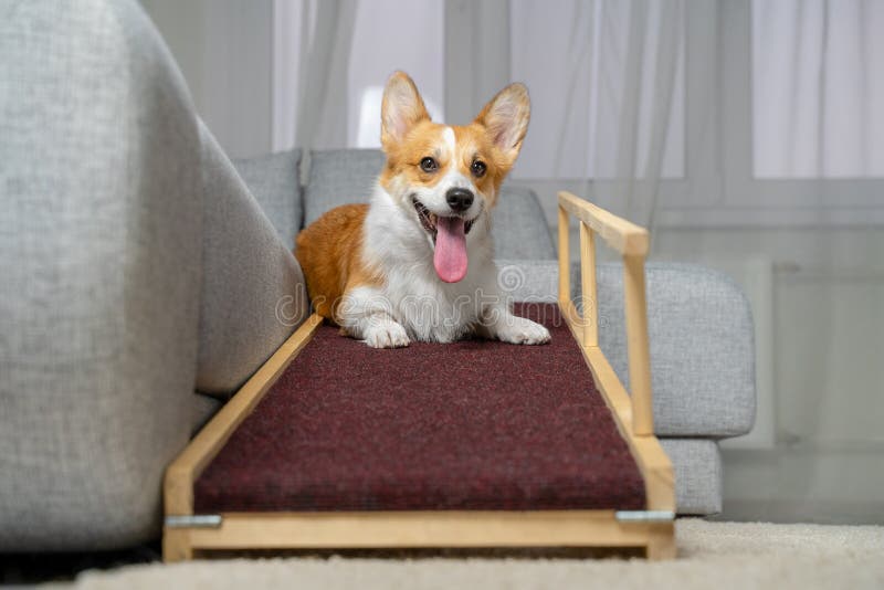 corgi ramp