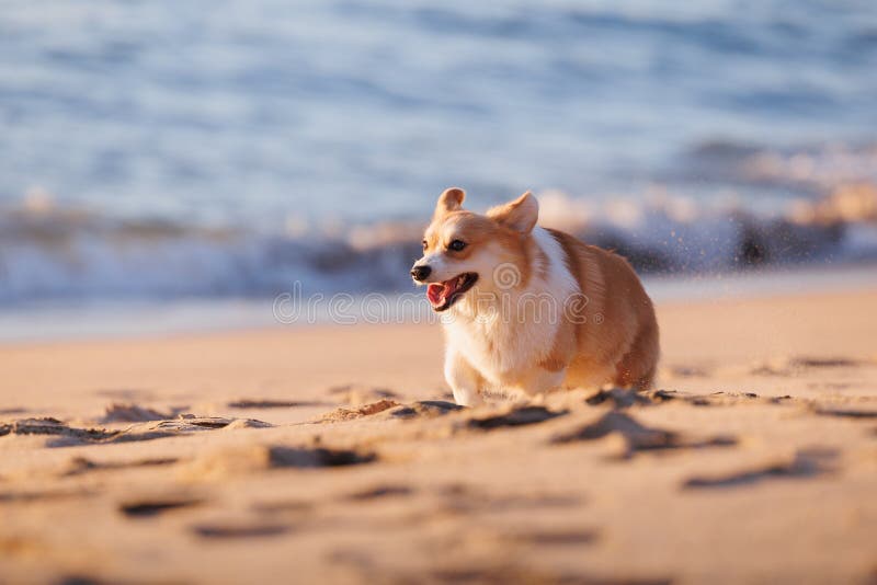 Funny Welsh Pembroke Running on the Sandy Beach Stock Photo
