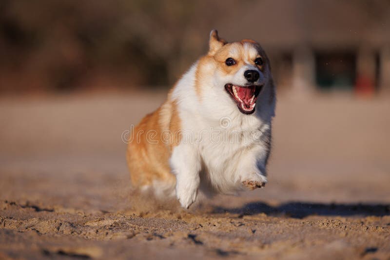Funny Welsh Pembroke Running on the Sandy Beach Stock Photo