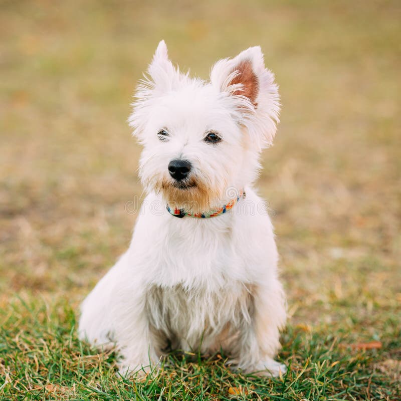 Funny West Highland White Terrier - Westie, Westy Dog Stock Image - Image of close, westy: 171719795