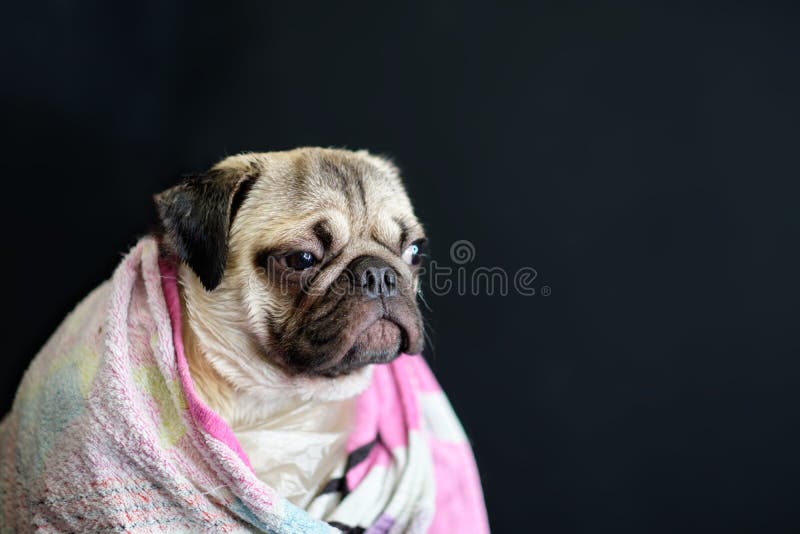 Funny Wet Pug Puppy after Bathing, Wrapped in a Towel Stock Photo