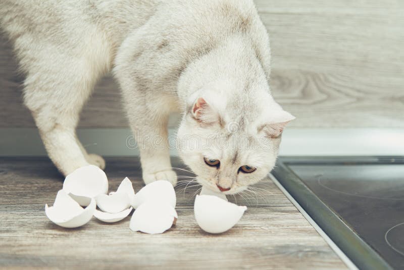 Can Cats Eat Eggs? Here's What Experts Recommend