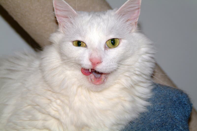 Funny white cat