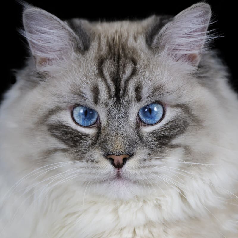 Funny White Fluffy Blueeyed Cat Isolated On Black Stock Photo Image