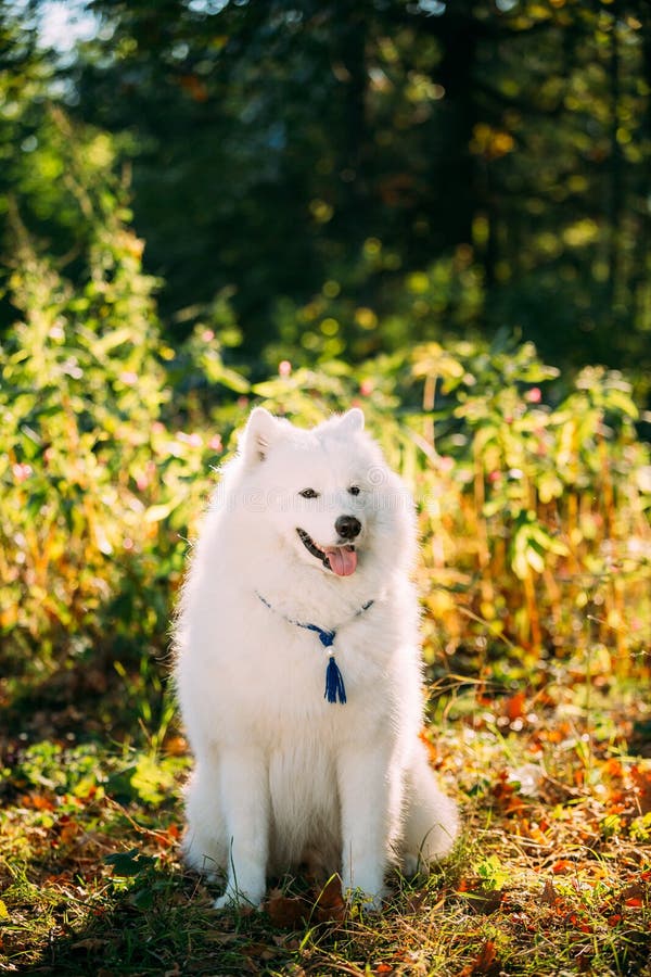 Funny White Samoyed Dog Sit Outdoor in Bushes Park. only Dog Stock ...