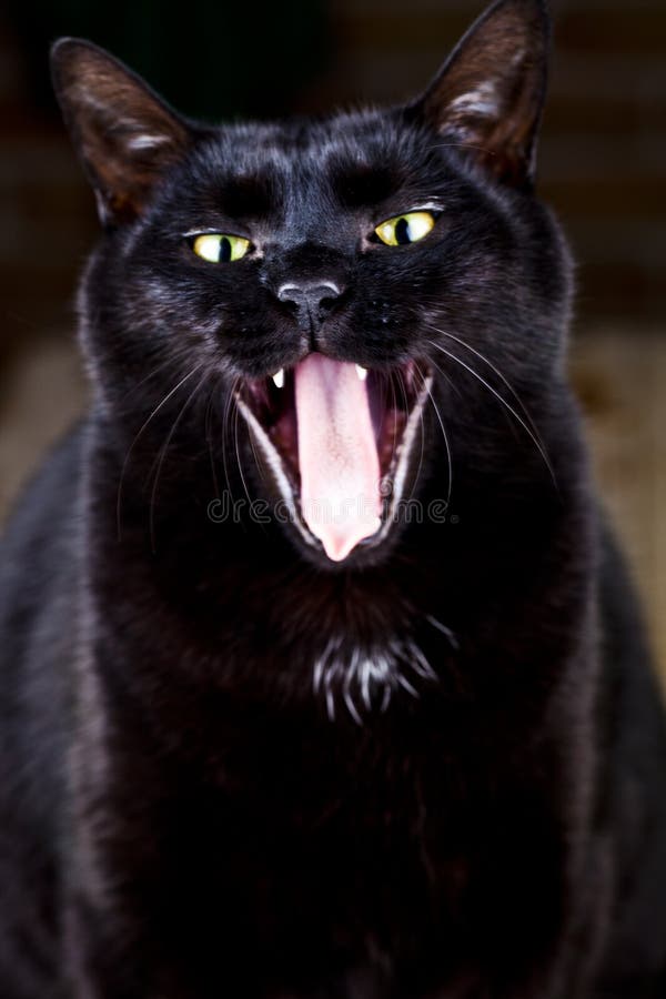 Funny yawning black cat sitting and looking at the camera stock photos Funny yawning black cat sitting and looking at the camera stock photos