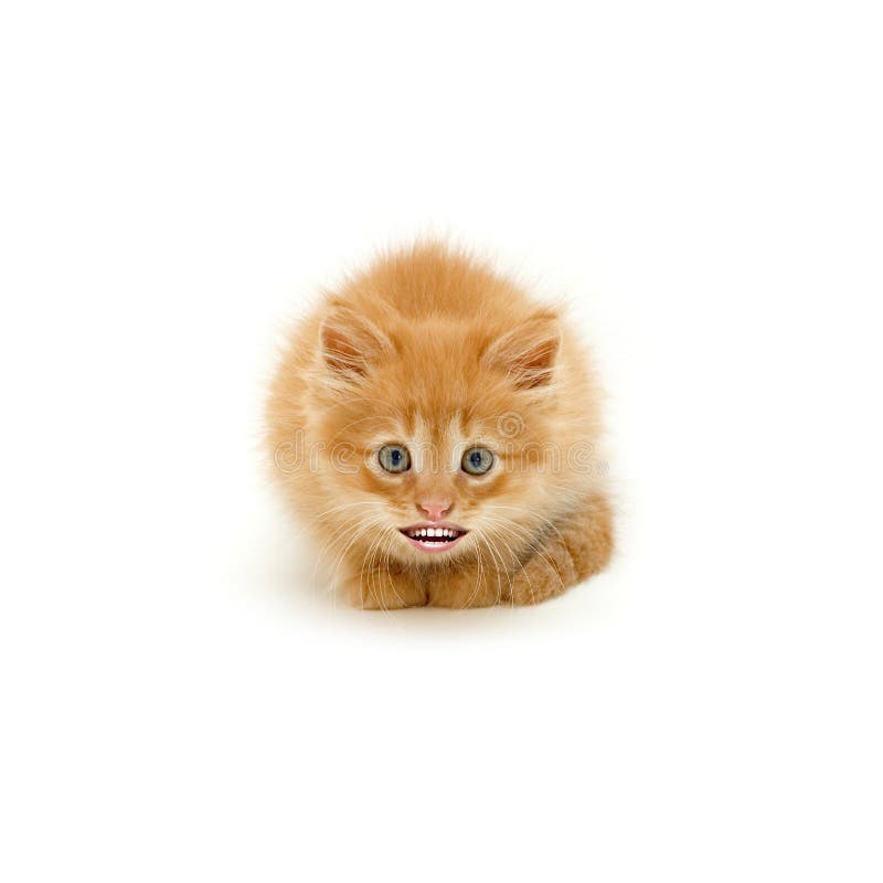 Funny Young Ginger Cat with Human Smile Looking at Camera and Happy