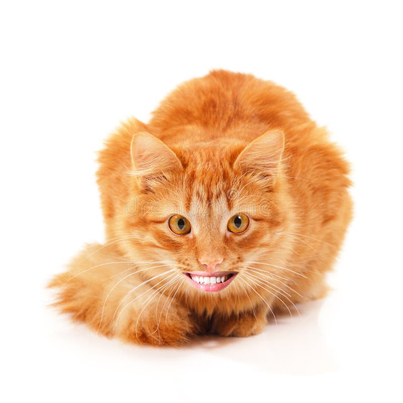 Funny Young Ginger Cat with Human Smile Looking at Camera and Happy