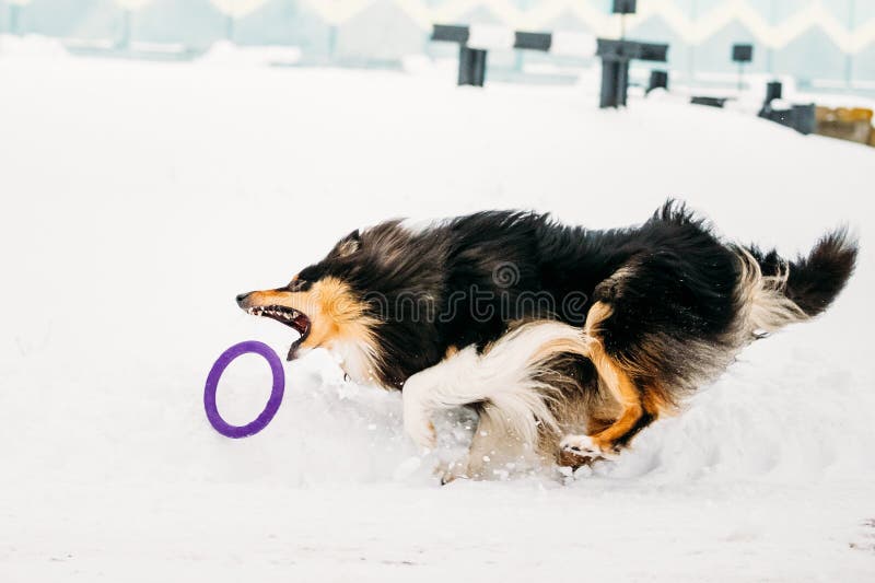 Running Sheltie stock photo. Image of samoyed, shetland