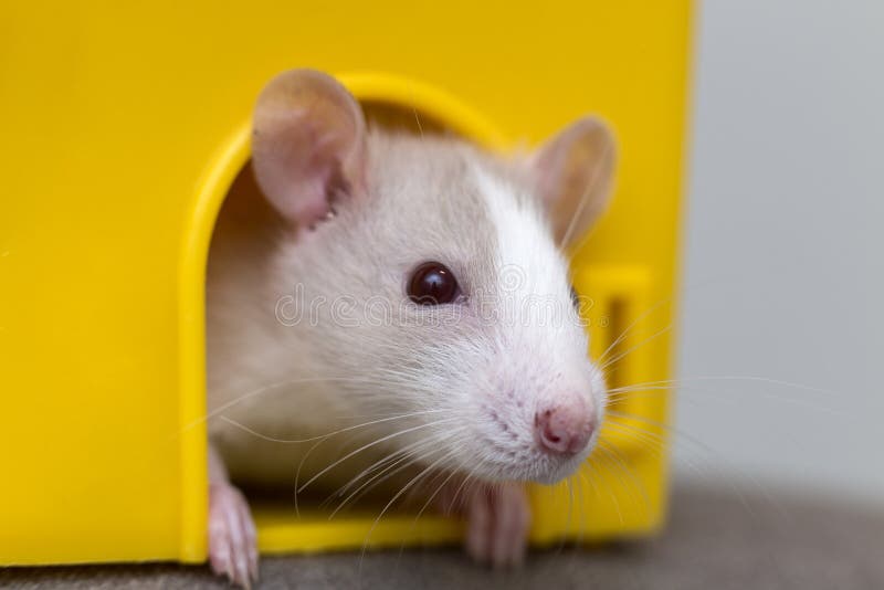Funny young white and gray tame curious mouse hamster baby with shiny eyes looking from bright yellow cage window. Keeping pet royalty free stock photography Funny young white and gray tame curious mouse hamster baby with shiny eyes looking from bright yellow cage window. Keeping pet royalty free stock photography