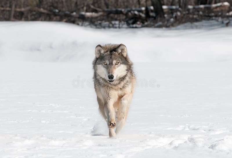 Funzionamenti di Grey Wolf (canis lupus) direttamente allo spettatore