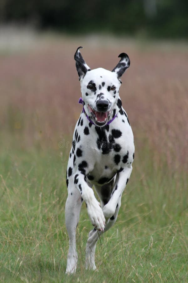 Funzionamento dalmata del cane fotografia stock libera da diritti Funzionamento dalmata del cane fotografia stock libera da diritti