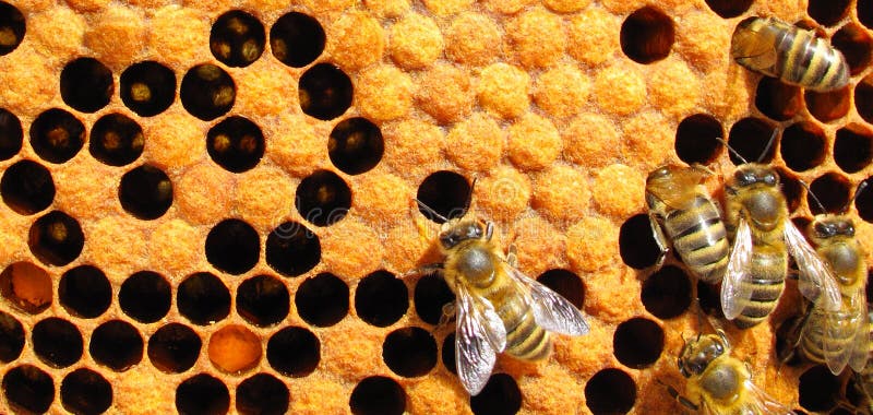 Funzionamento degli api