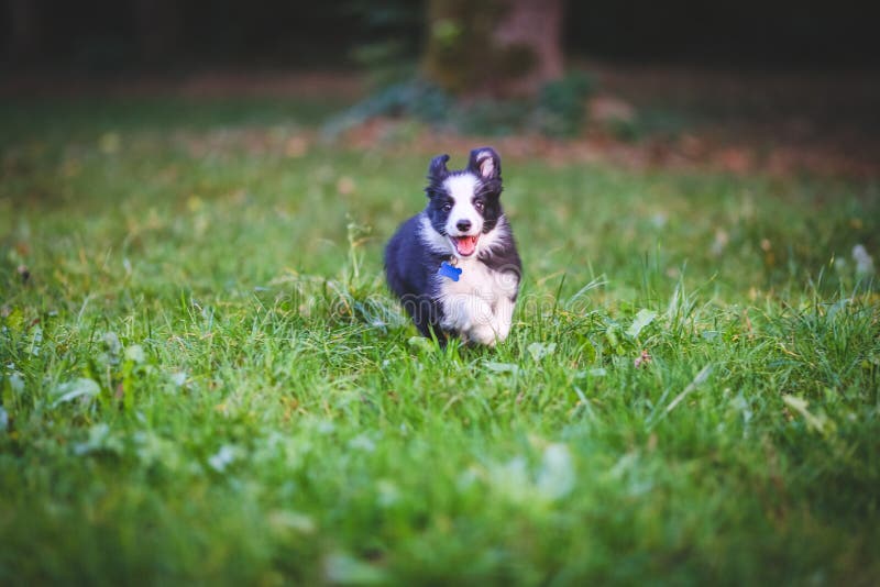 Funzionamento del cucciolo di border collie fotografia stock libera da diritti Funzionamento del cucciolo di border collie fotografia stock libera da diritti
