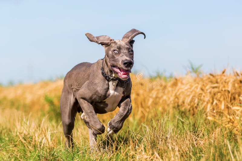 Funzionamento del cucciolo di great dane su un percorso del paese fotografie stock Funzionamento del cucciolo di great dane su un percorso del paese fotografie stock