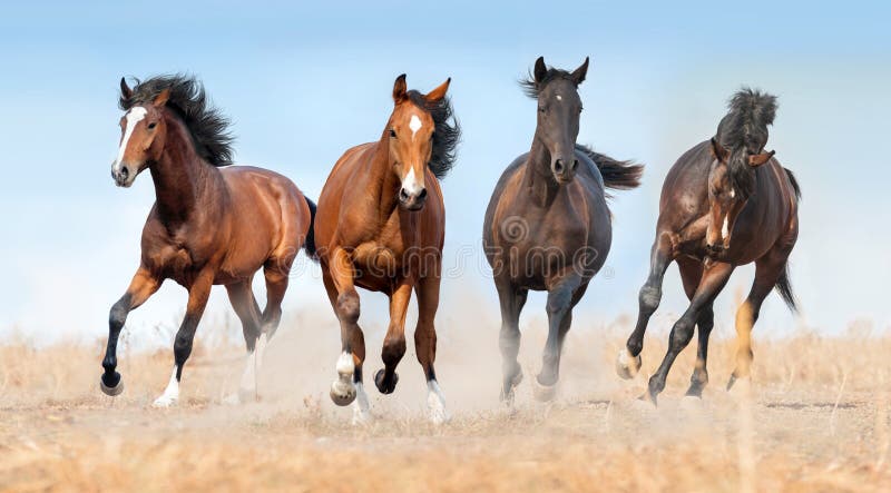 Funzionamento del gregge del cavallo fotografia stock libera da diritti Funzionamento del gregge del cavallo fotografia stock libera da diritti