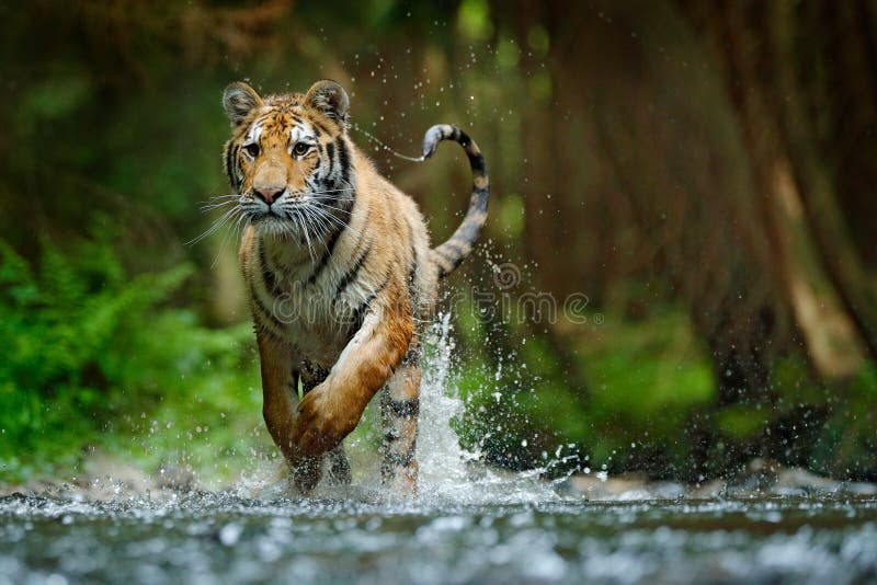 Funzionamento della tigre dell'Amur in acqua Animale del pericolo, tajga, Russia Animale nella corrente della foresta Grey Stone