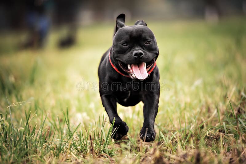 English staffordshire bull terrier running in road. English staffordshire bull terrier running in road