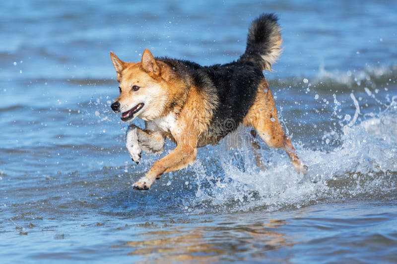 Funzionamento felice del cane nell'acqua fotografie stock Funzionamento felice del cane nell'acqua fotografie stock