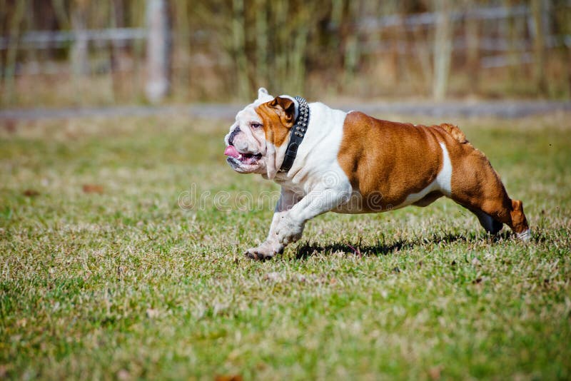 Funzionamento Inglese Del Bulldog Fotografia Stock Immagine di