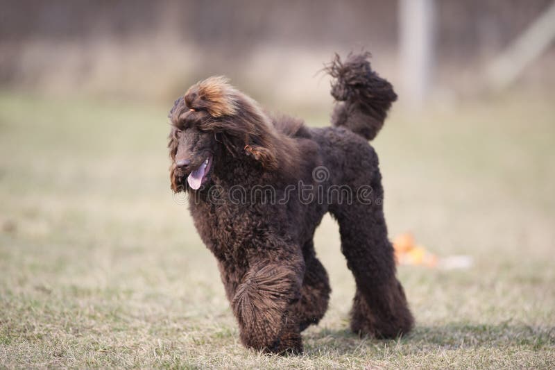 Funzionamento piacevole del cane Barboncino marrone di razza immagine stock libera da diritti Funzionamento piacevole del cane Barboncino marrone di razza immagine stock libera da diritti