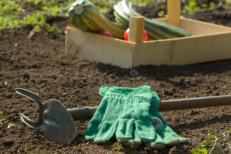 Funzionando nel giardino fotografia stock libera da diritti Funzionando nel giardino fotografia stock libera da diritti