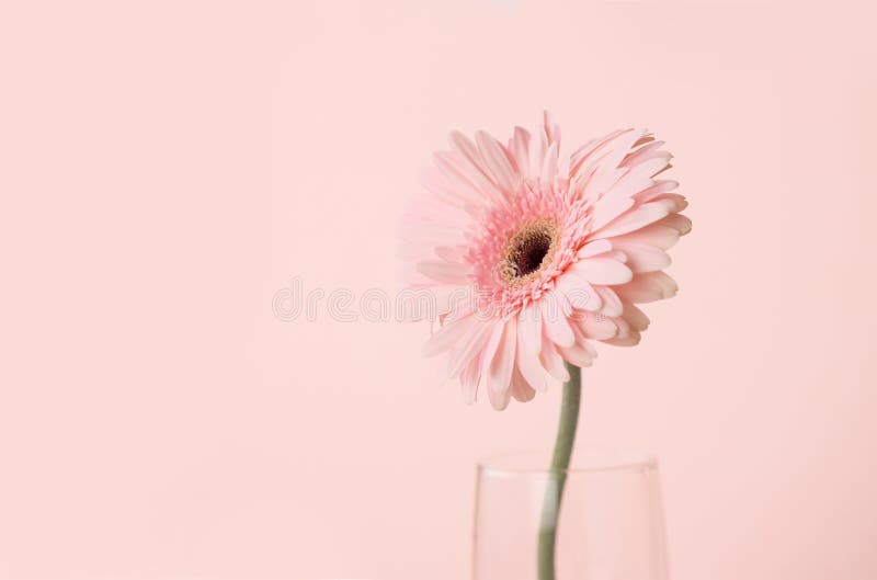 Fuoco alto e selettivo di fine del fiore rosa dolce della gerbera, Roma fotografie stock libere da diritti Fuoco alto e selettivo di fine del fiore rosa dolce della gerbera, Roma fotografie stock libere da diritti