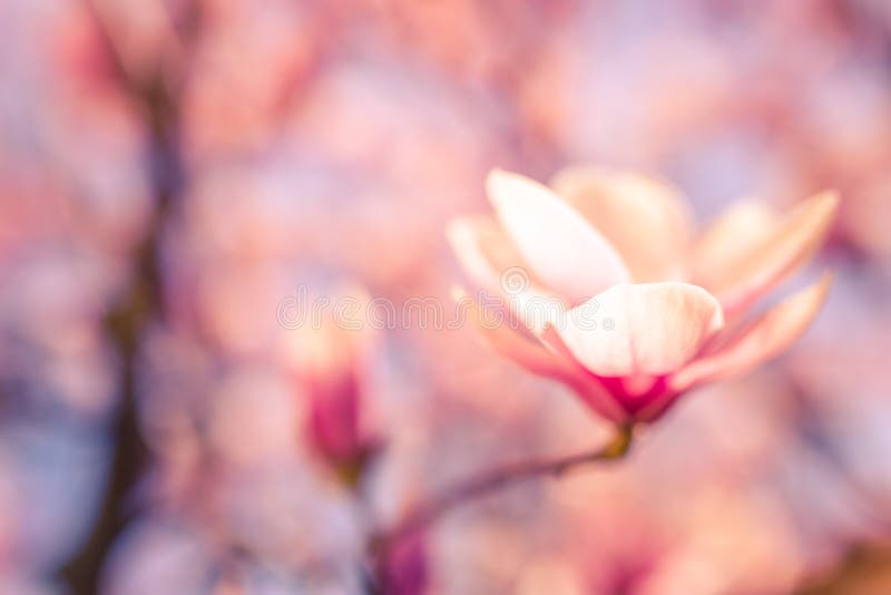 Fuoco molle sul bello fiore della magnolia della molla con fondo vago immagini stock Fuoco molle sul bello fiore della magnolia della molla con fondo vago immagini stock