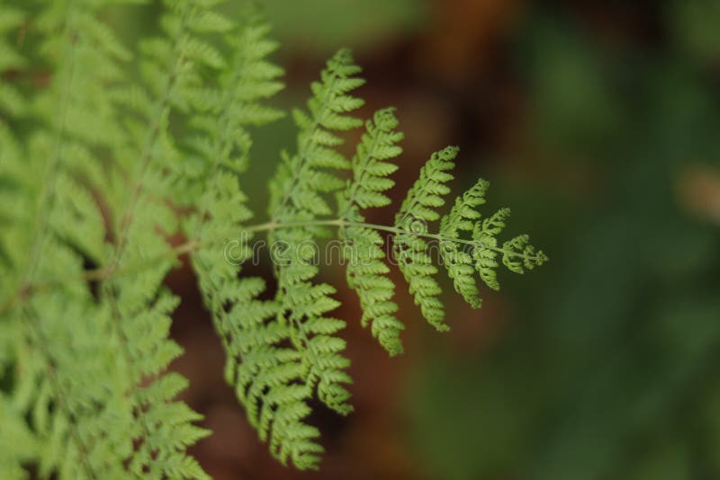 Fuoco selettivo della vegetazione della foglia della felce su priorità alta fotografia stock Fuoco selettivo della vegetazione della foglia della felce su priorità alta fotografia stock
