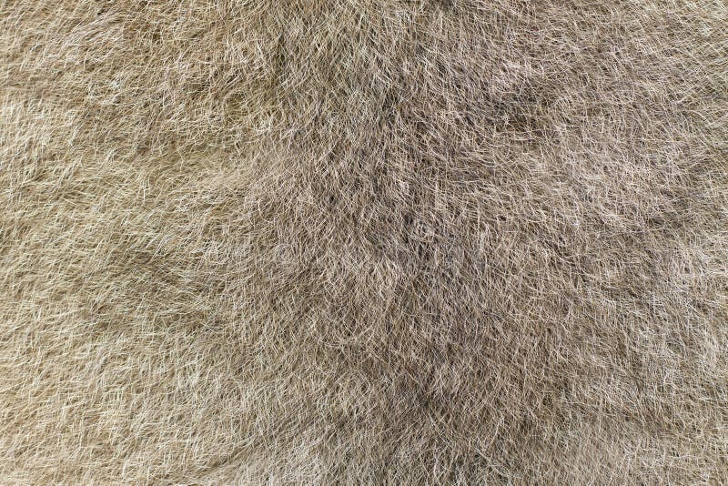A closeup of the fur of an Australian green ringtail possum (Pseudochirops archeri). Ringtail possum stock images, royalty-free photos and pictures