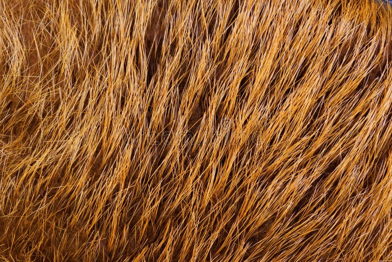 The Fur of Fur-bearing Animals Beaver— Skins Tanned with the Wool. Fur — Mammalian Hair, Protects from Winter Climatic Stock Photo - Image of hair, cold: 151246686 The Fur of Fur-bearing Animals Beaver— Skins Tanned with the Wool. Fur — Mammalian Hair, Protects from Winter Climatic Stock Photo - Image of hair, cold: 151246686