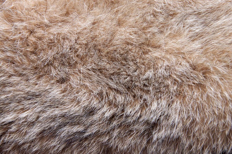 Fur bobcat. stock image. Image of color, animals, wealth - 49369801